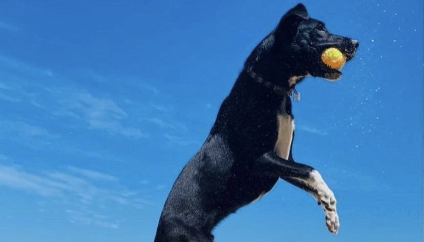 Muleke: o cachorro mais feliz do mundo é brasileiro
