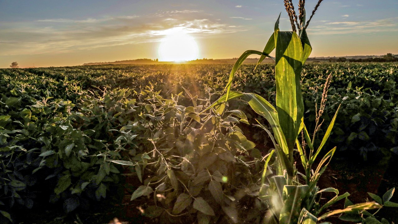 ESTIAGEM - Plantação de soja no Paraná: a seca teve impacto direto na produção e ameaça a performance do setor -