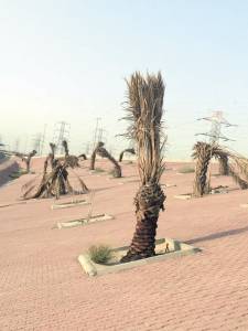 Palmeiras esturricadas pelo sol em Kuwait City: nem a vegetação nativa do deserto aguenta a escalada nos termômetros