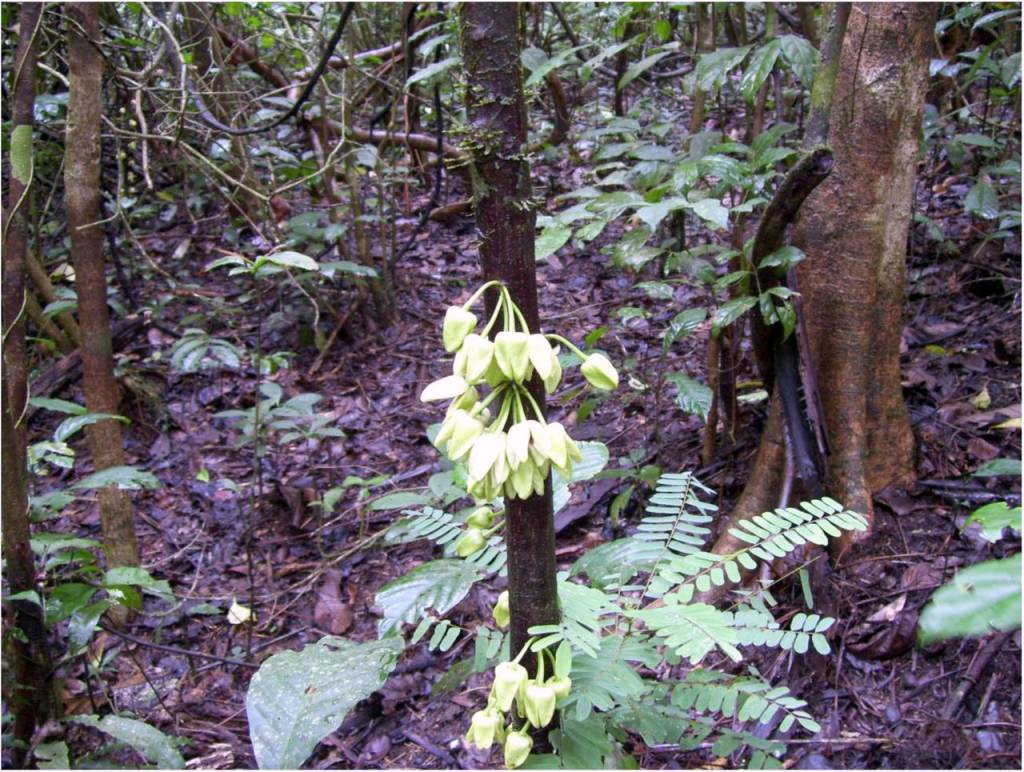 Uvariopsis ebo. Cauliflorous inflorescences. MacKinnon 51(K). Credito: Lorna MacKinnon https://www.biorxiv.org/content/10.1101/2021.03.26.437154v1.full