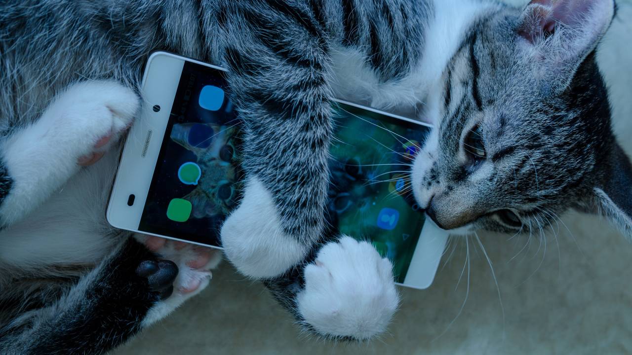 Com o aumento da adoção e do interesse dos brasileiros por pets, o mercado de influenciadores também cresceu -