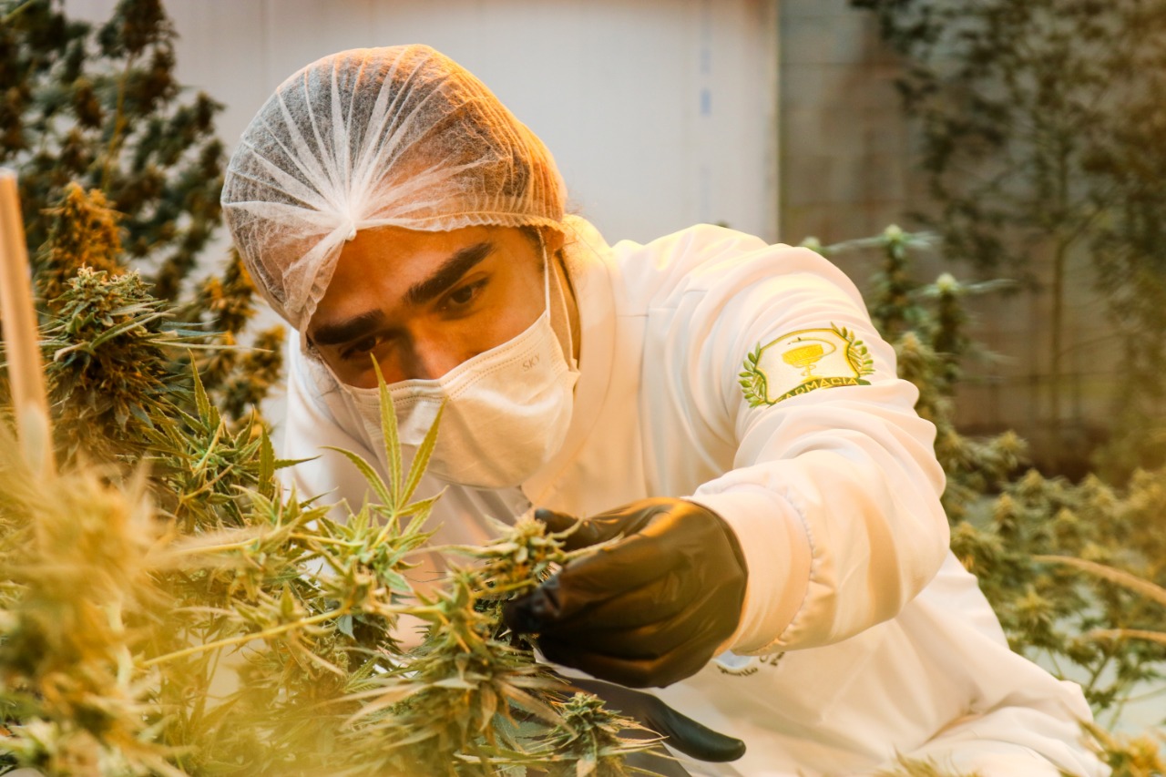 Pharmacist in a medical marijuana plantation in João Pessoa, Paraíba -