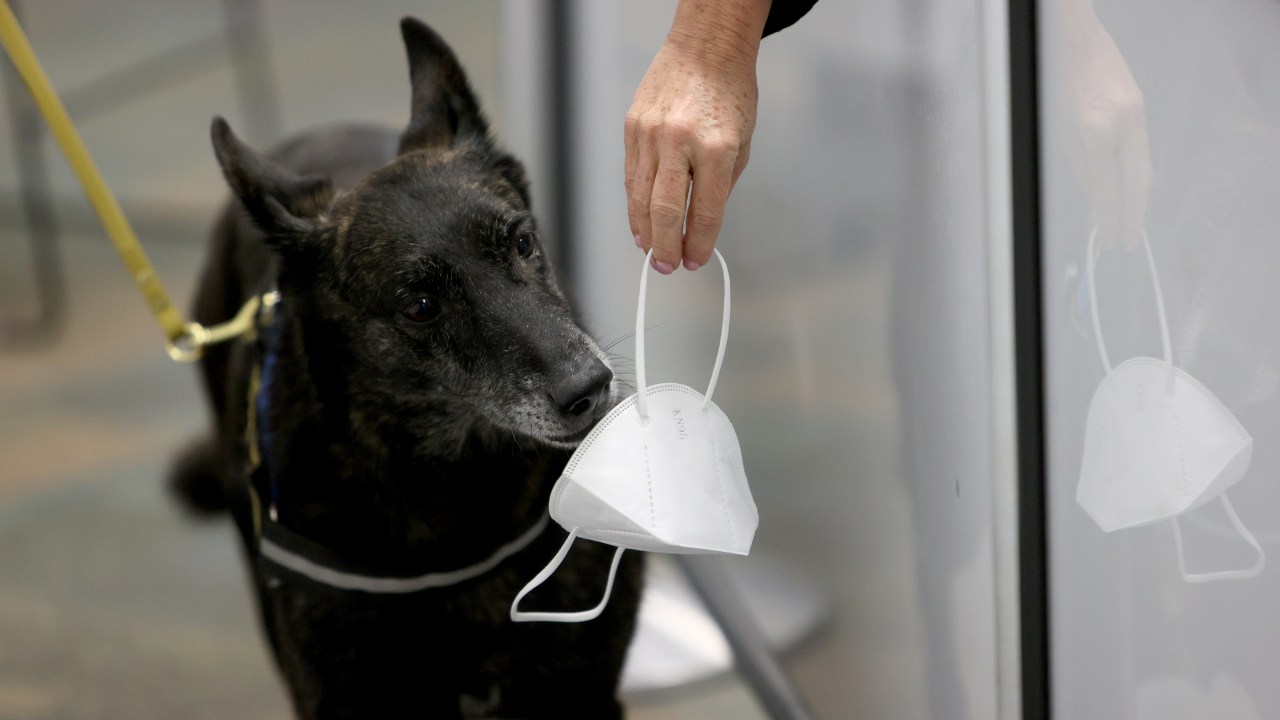 MIAMI, FLORIDA - SEPTEMBER 08: One Betta, a Dutch Shepard, sniffs a mask for the scent of COVID-19 at Miami International Airport on September 08, 2021 in Miami, Florida. Miami International Airport COVID-19 detection canines will be used to screen employees at their entry checkpoints in a 30 day pilot study. The dogs trained at Florida International University’s International Forensic Research Institute, have a detector accuracy rate from 96 to 99 percent in published peer-reviewed, double-blind trials. (Photo by Joe Raedle/Getty Images)