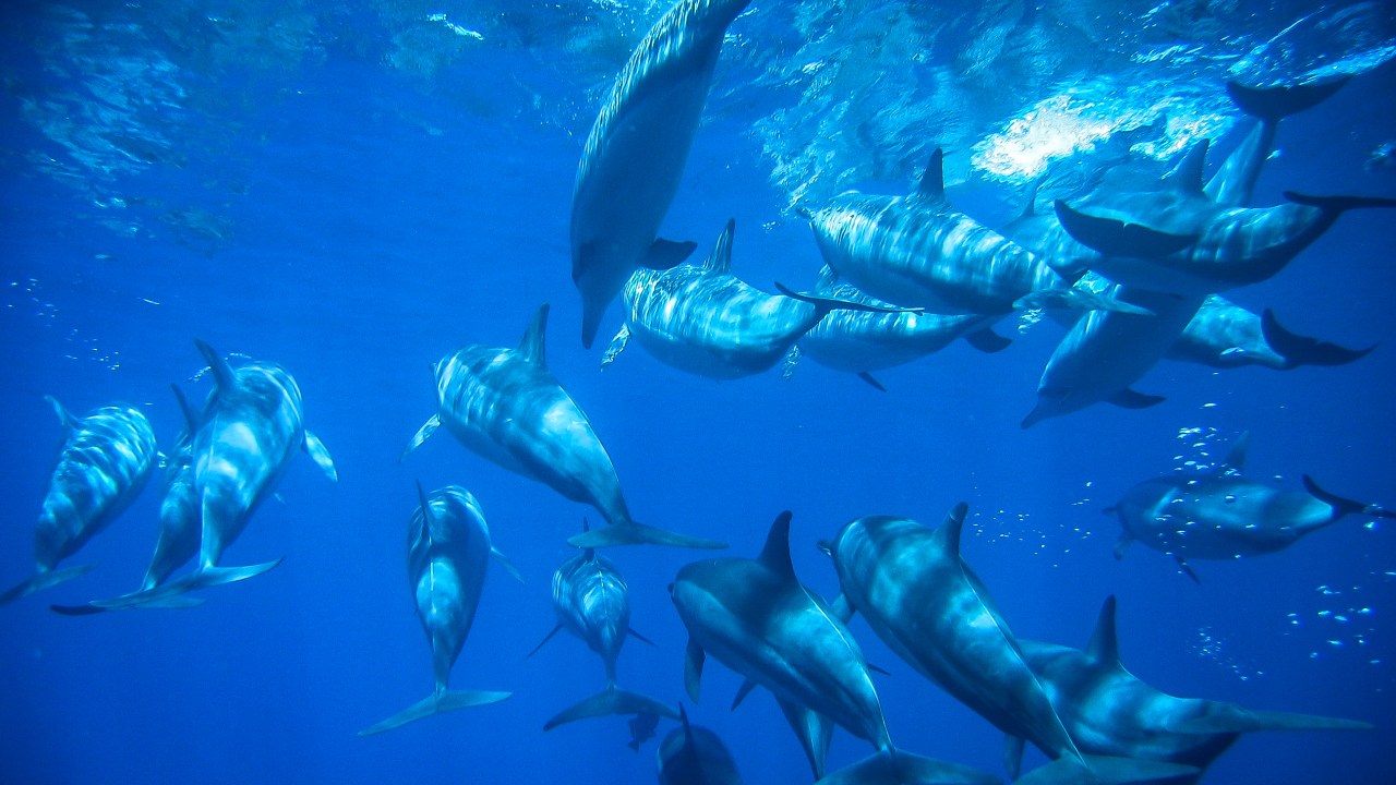 Golfinhos-rotadores em Fernando de Noronha