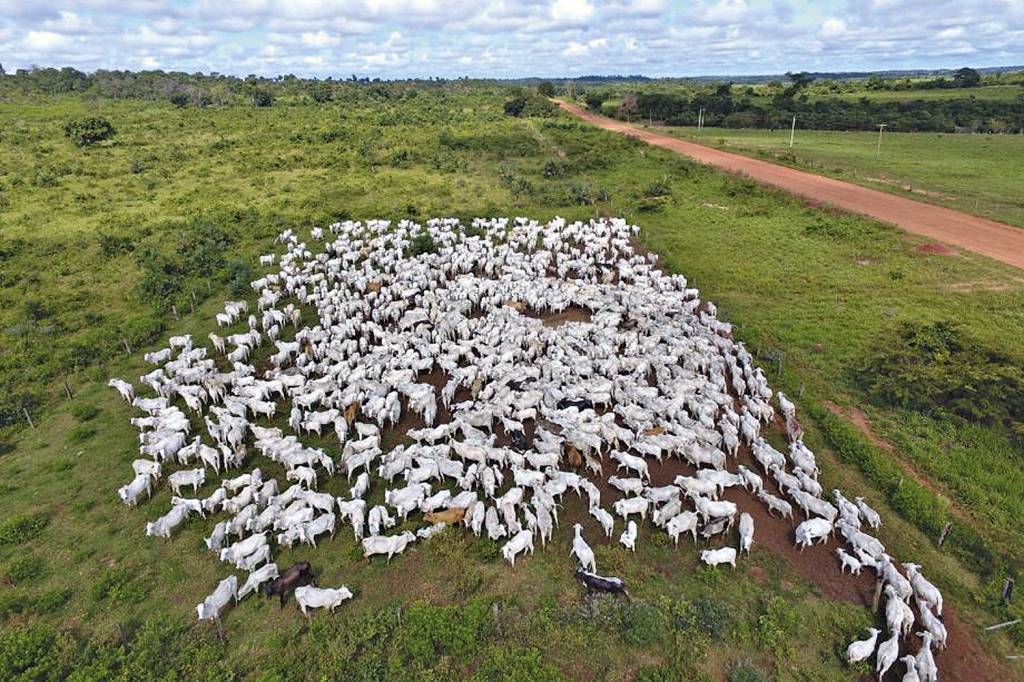 PAISAGEM - Gado na terra indígena: ocupação ilegal ampliou o desmatamento -