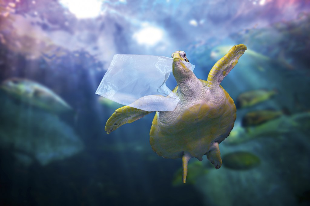 POLUIÇÃO - Tartarugas marinhas: ingestão de lixo industrial põe em sério risco a população da espécie -