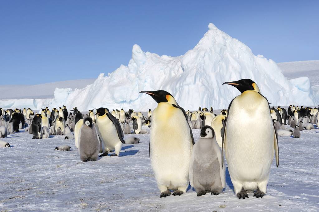 RISCO IMEDIATO - Pinguins em marcha: as colônias estão cada vez menores -
