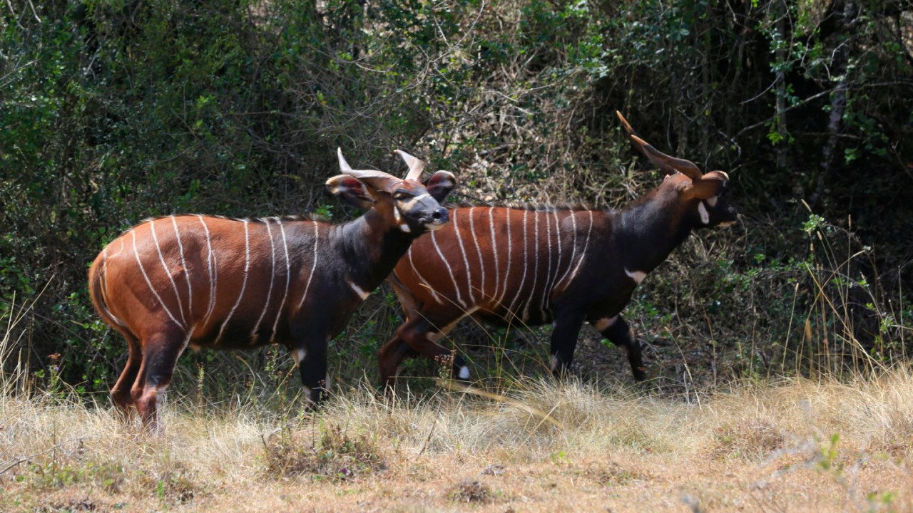 Dois dos cinco bongos-orientais que agora estão abrigados no Mawingu Mountain Bongo Sanctuary, no Quênia -
