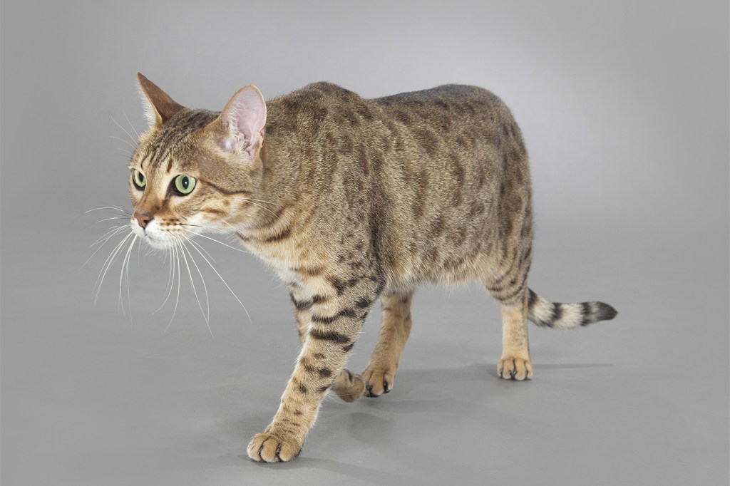 POPULAR - Savannah: misto de gato doméstico e serval, felino nativo da África -