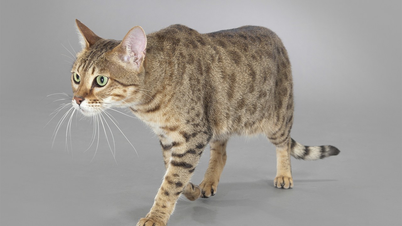 POPULAR - Savannah: misto de gato doméstico e serval, felino nativo da África -