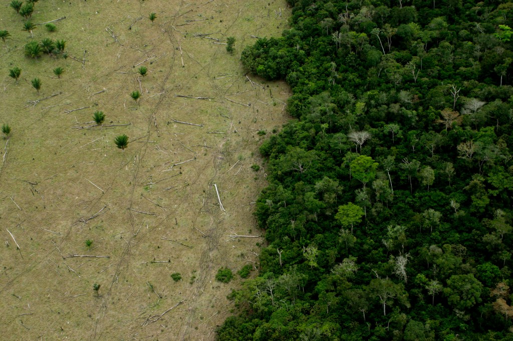 Area in Amazon Forest deforested for cattle and remaining forest.
