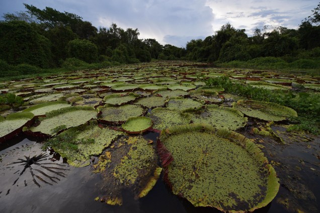 Plantas aquáticas em rio do Pantanal, fronteira com a Bolívia. 