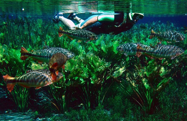 `Aguas cristalinas, um aquário natural do Rio Bonito, no Pantanal.