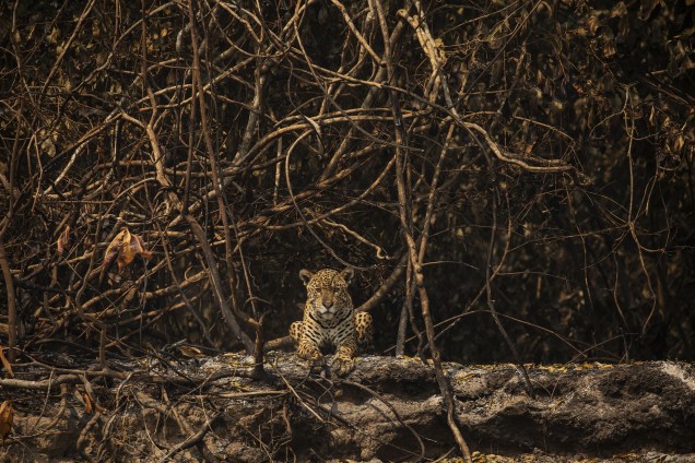 Onça-pintada descansa em área queimada, às margens do rio Três Irmãos, no Parque Estadual Encontro das Águas, Município de Poconé, no Pantanal,