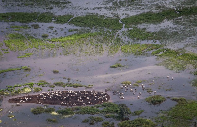 Cena aérea do Pantanal no período de cheia, com a criação de gado.
