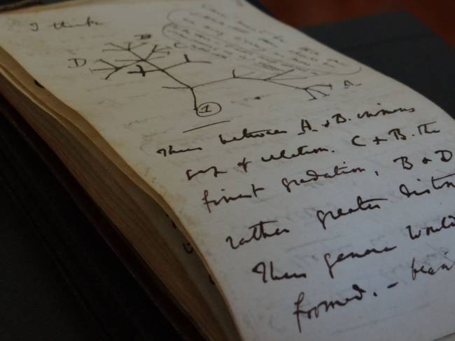 Página do diário mostra o esboço da Árvore da Vida, datado de 1837 -