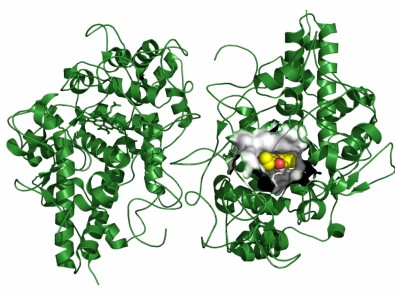 Inibidor (em amarelo) da enzima MPO, envolvida em processos inflamatórios