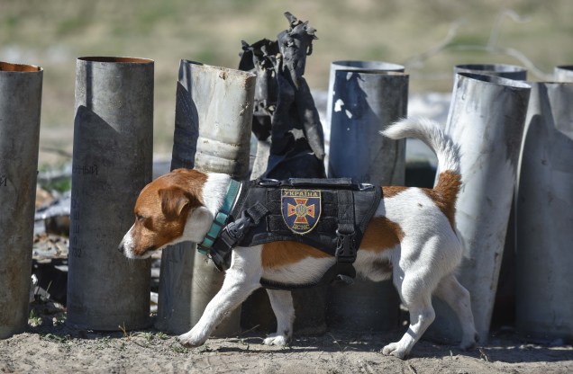 Ministério do Interior Ucraniano mostra o cão Patron, treinado para procurar explosivos, durante os trabalhos de desminagem no aeródromo de Gostomel, nas proximidades de Kiev, Ucrânia, 05 Maio de 2022.