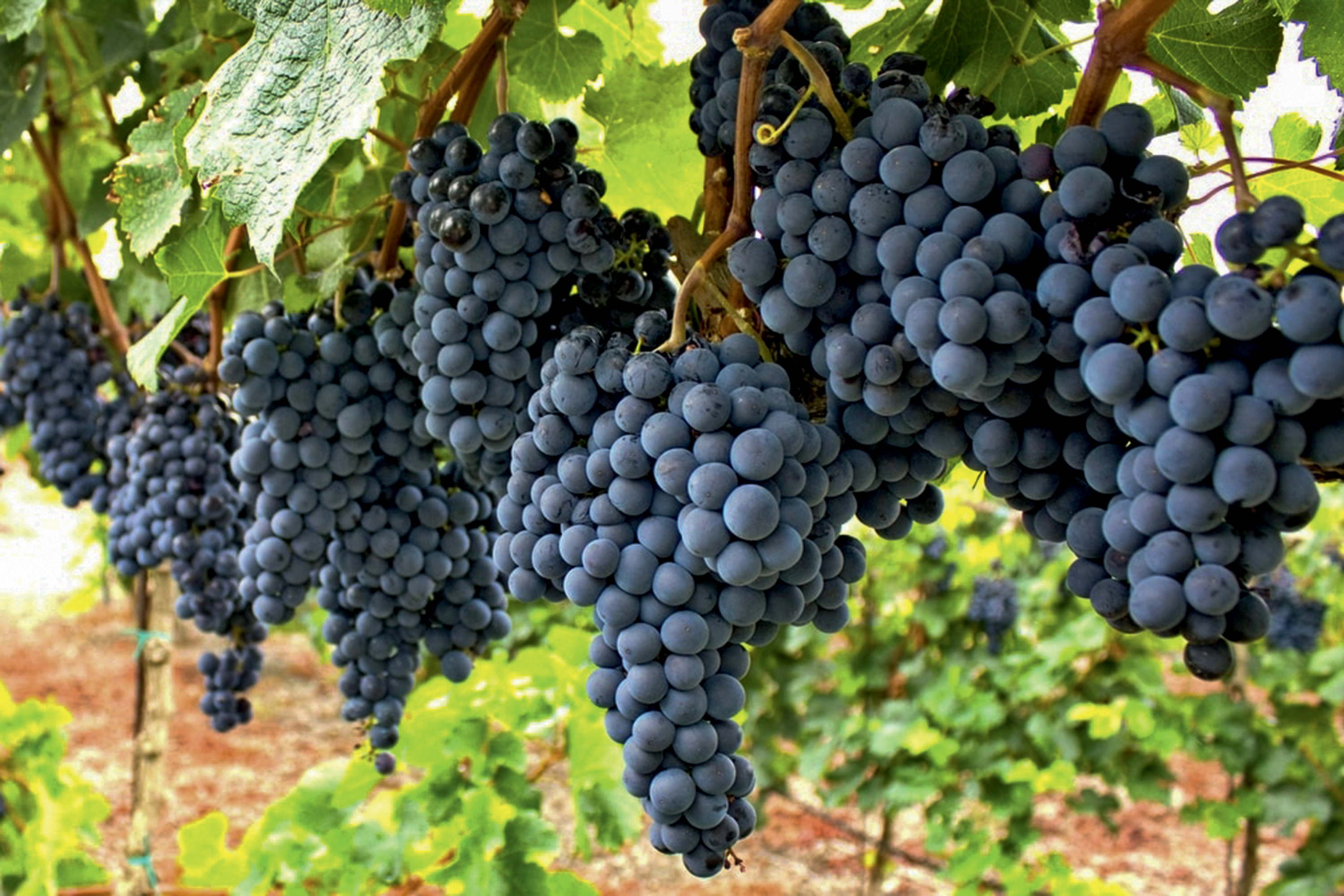 CULTIVO - Pinot noir: a uva é usada no primeiro espumante do Brasil a obter o selo -