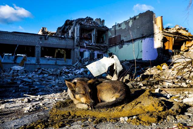 Um cão dorme nos escombros do edifício principal de uma escola, destruída após ser bombardeada, em Zhytomyr, Ucrânia, 11 de março de 2022.