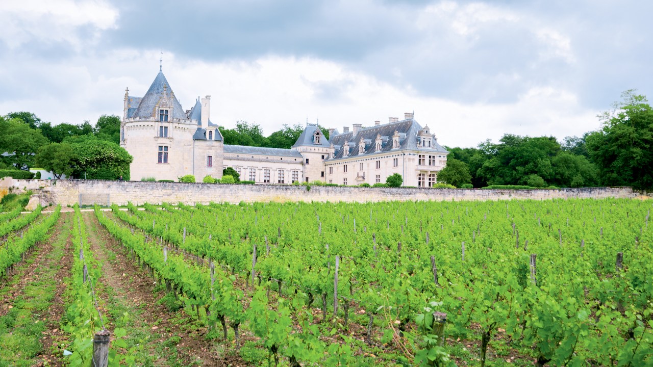 VINHEDO - Vale do Loire, na França: número de vinícolas ambientalmente responsáveis cresce na região -