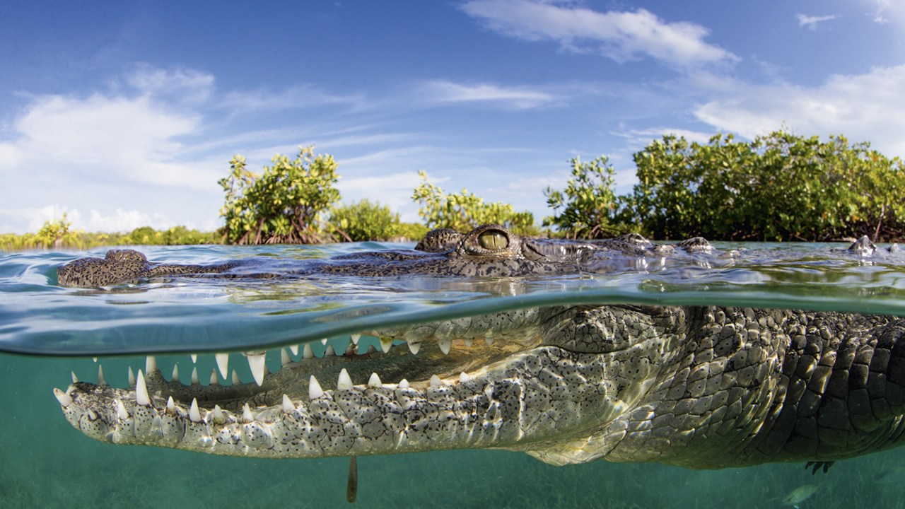 EM RISCO - Crocodilos na mira: a exploração desses animais ameaça 50% de todas as espécies -