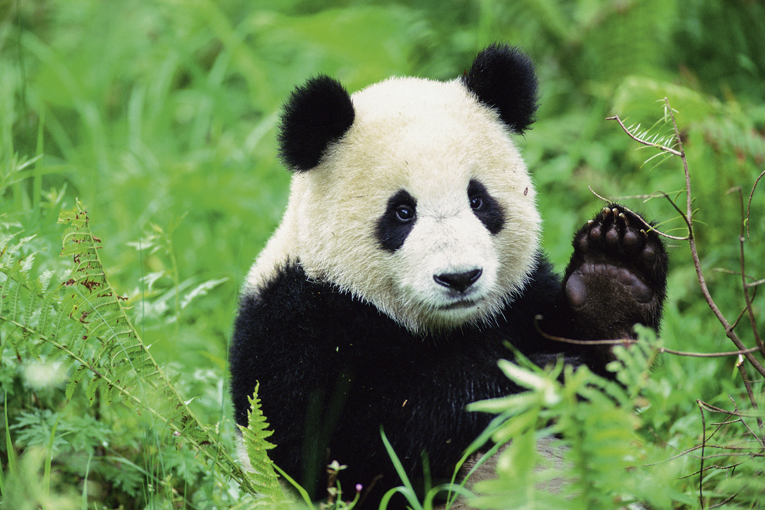 VIVO E FORTE - O panda-gigante: projeto de preservação salvou o animal -