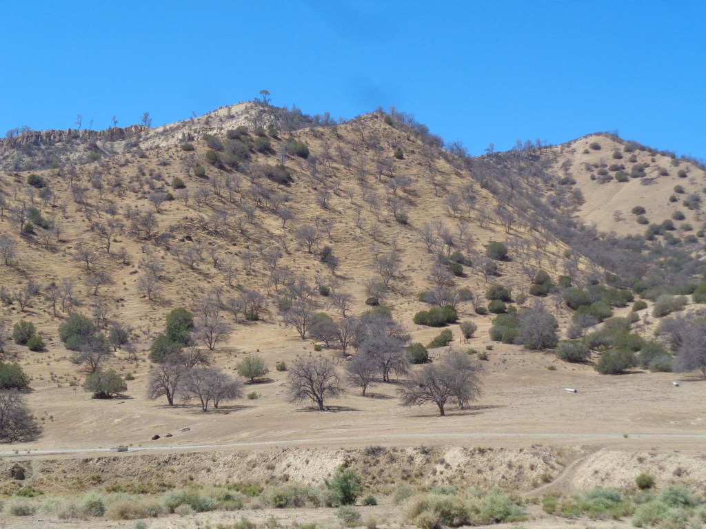 A die-off of California blue oaks (Quercus douglasii) occurred after the extreme drought of 2014, including many of the trees on this hillside in Griswold Hills, southern San Benito County.
