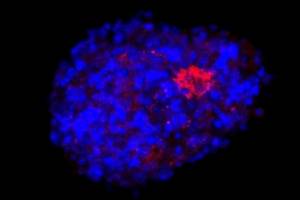 Neuroesfera obtida a partir de células-tronco neurais de camundongos e infectada com o vírus SARS-CoV-2 adaptado