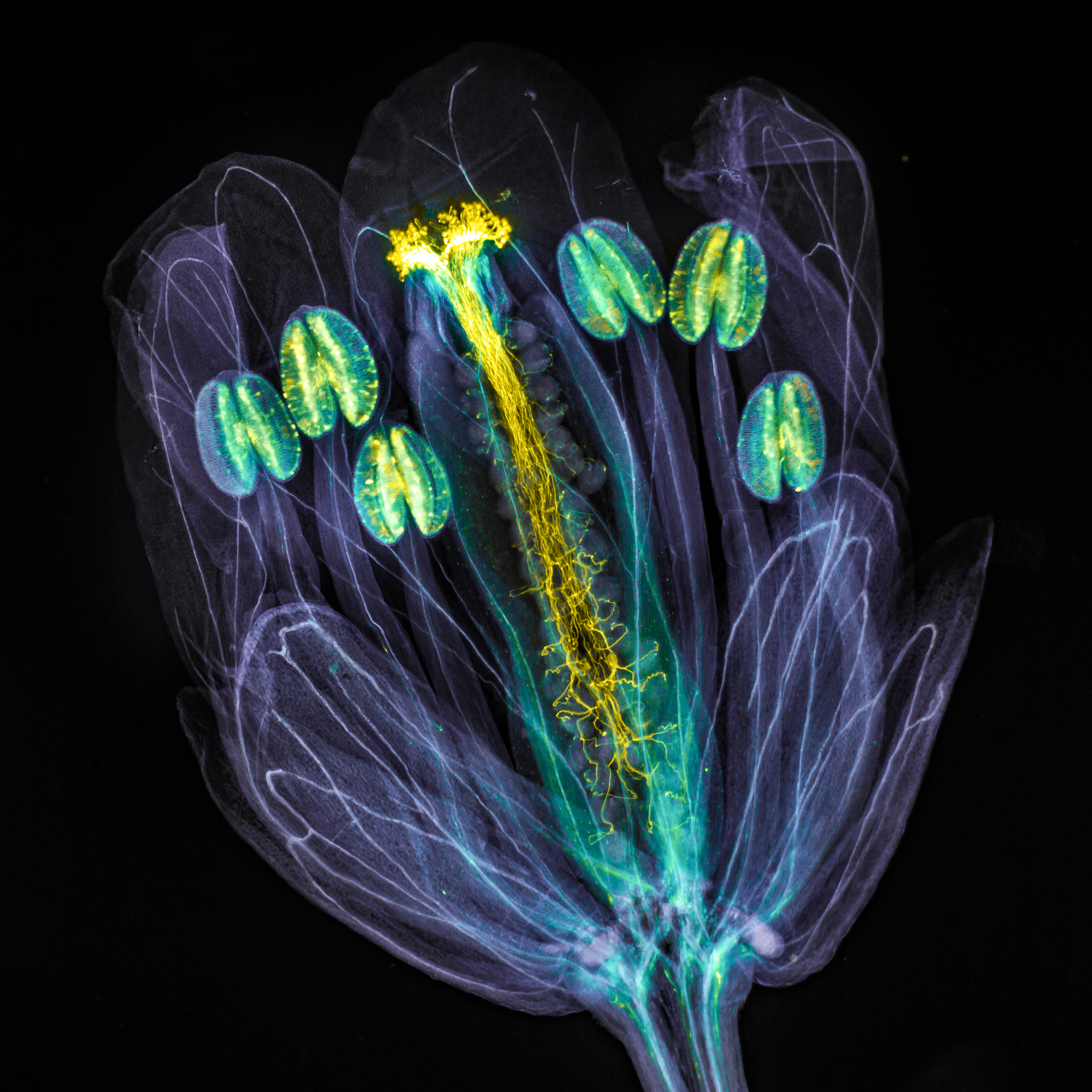 Winning image by photographer Jan Martinek shows glowing pollen tubes from the Arabidopsis thaliana plant -