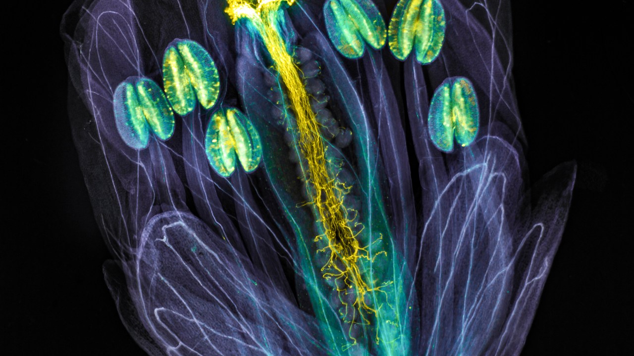 Imagem vencedora do fotógrafo Jan Martinek mostra tubos de pólen brilhantes da planta Arabidopsis thaliana -