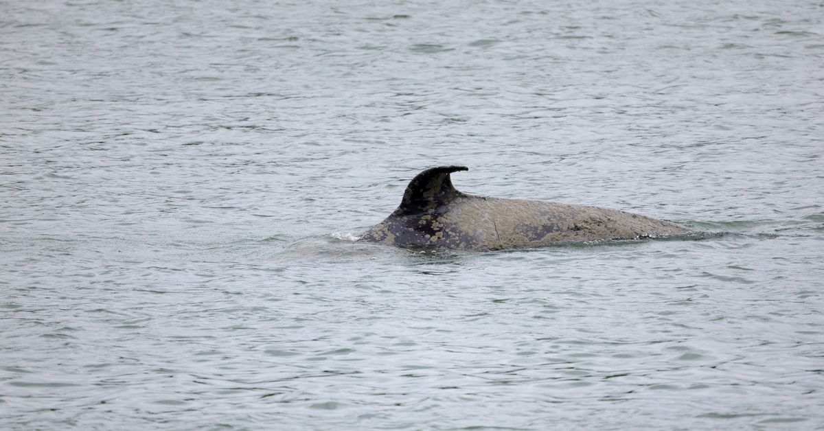 Baleia orca que está à deriva no rio Sena será sacrificada depois que um plano para guiá-la de volta ao mar falhou. 30/05/2022.