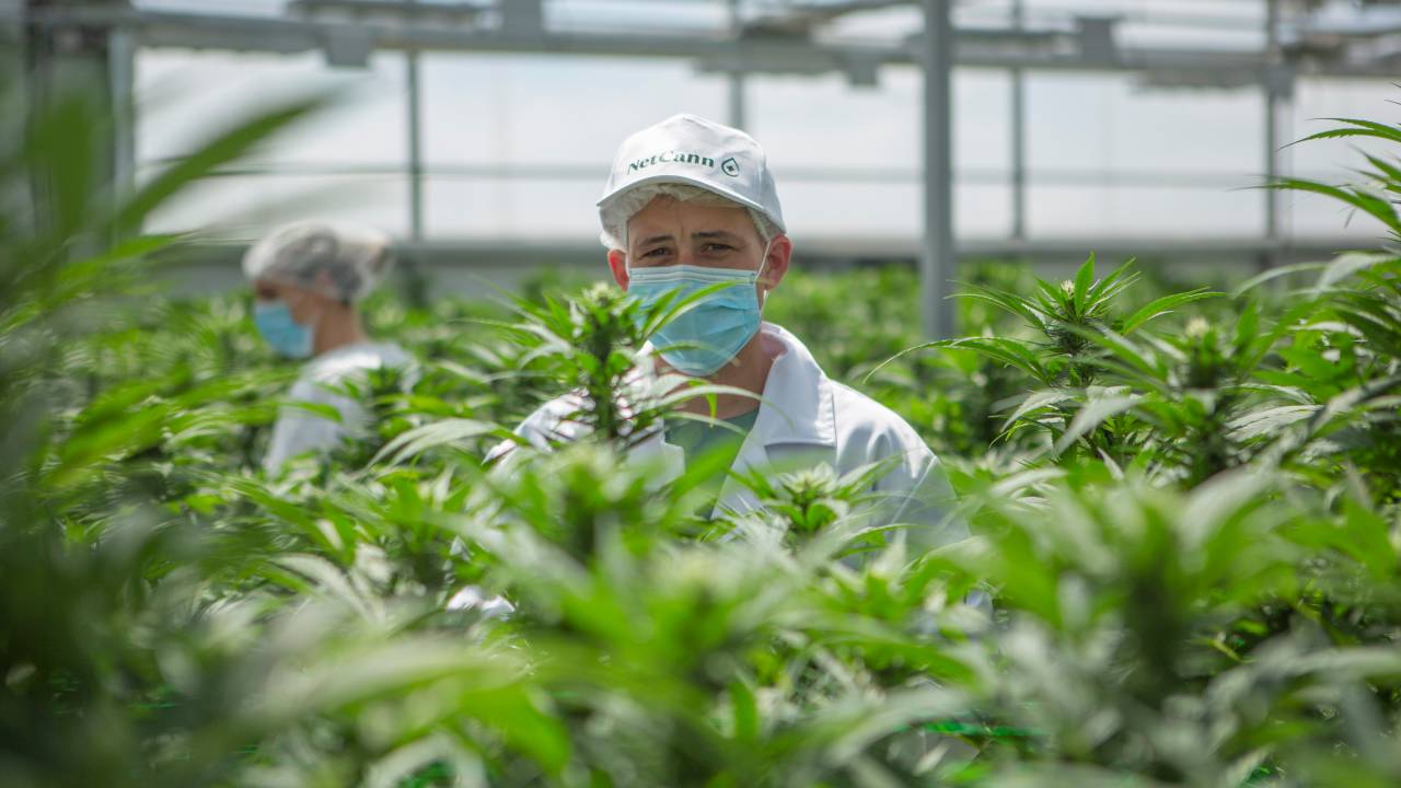 Cultivo da NetCann no Uruguai: investimento em novos produtos e formas de administração
