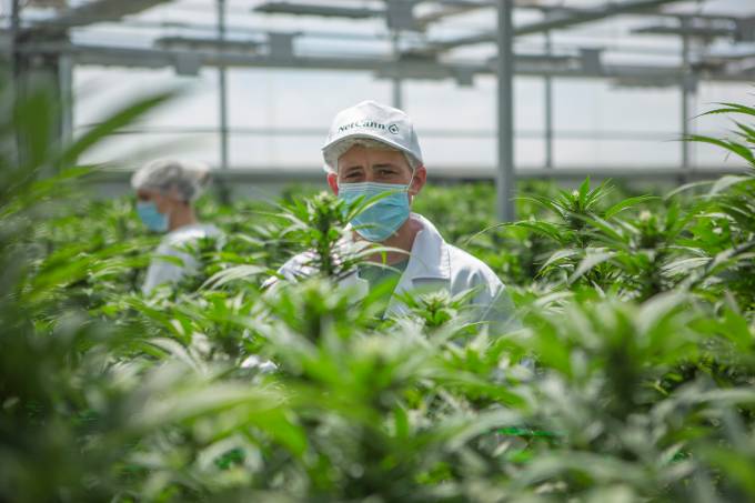 Cultivo de cannabis medicinal no Uruguai