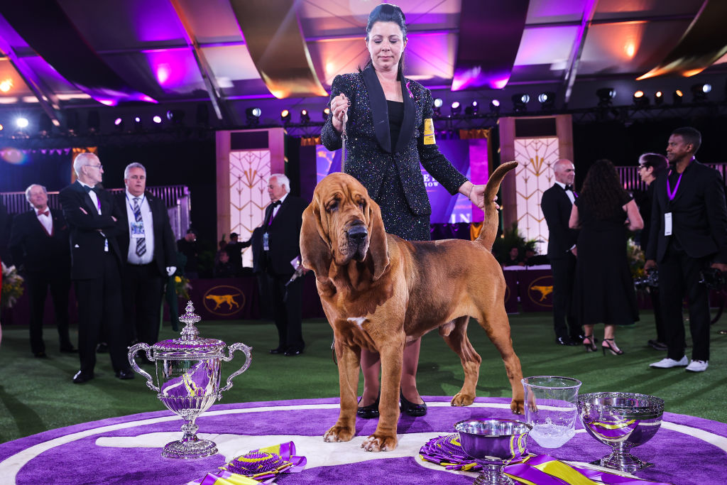 TARRYTOWN, NEW YORK - JUNE 22: Trumpet, a bloodhound wins Best in Show at the 146th Annual Westminster Kennel Club Dog Show in Tarrytown of New York, United States on June 22, 2022. (Photo by Tayfun Coskun/Anadolu Agency via Getty Images)