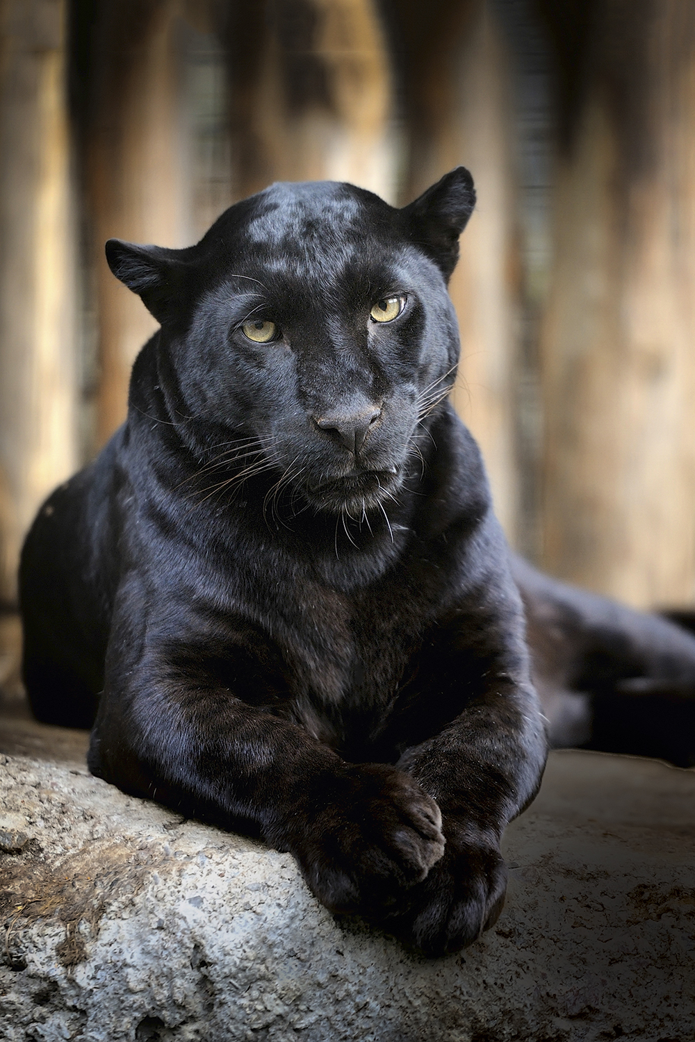 GettyImages-175894051.jpg PARA O FUTURO - A pantera negra Gosh, aos 9 anos: ela teve suas células preservadas após ser encontrada morta -