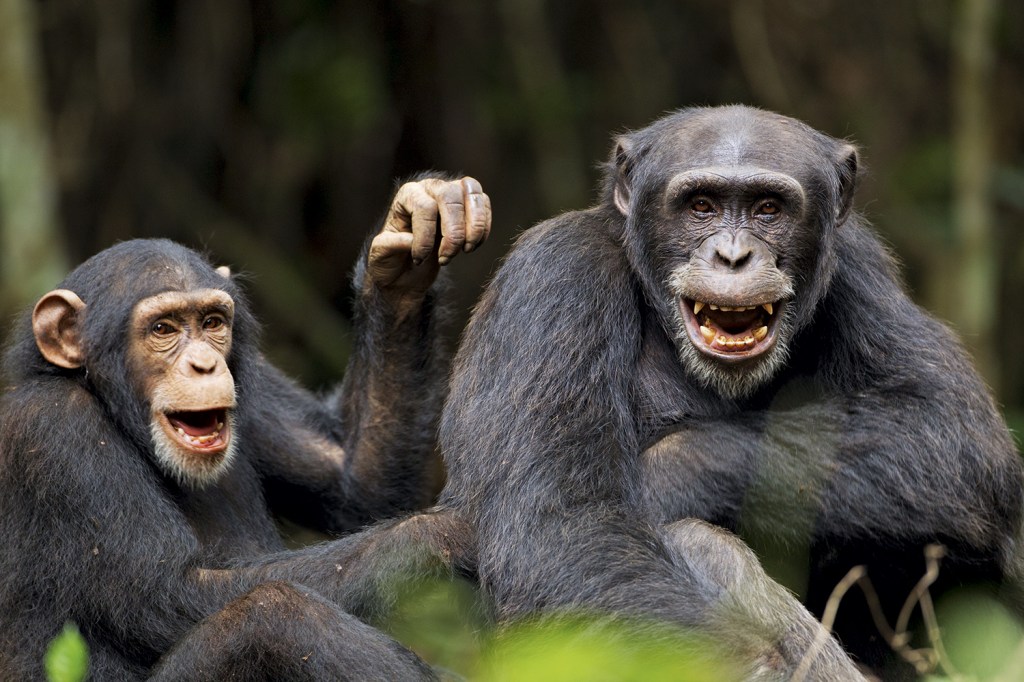 RETÓRICA - Os primatas “conversando”: eles emitem sons que são combinados e ordenados de forma hábil -
