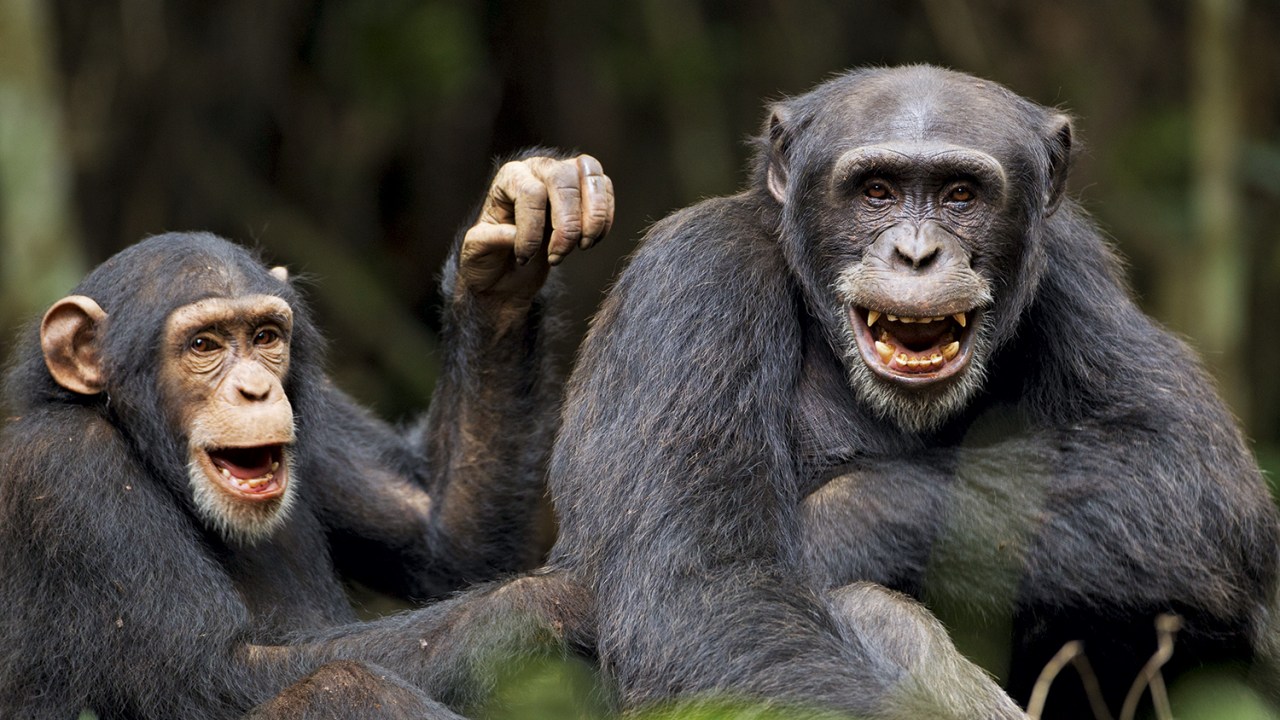 RETÓRICA - Os primatas “conversando”: eles emitem sons que são combinados e ordenados de forma hábil -