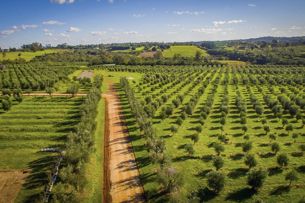 PRODUÇÃO RECENTE - Pomares em Triunfo: a olivicultura evoluiu no país com o apoio da Embrapa -