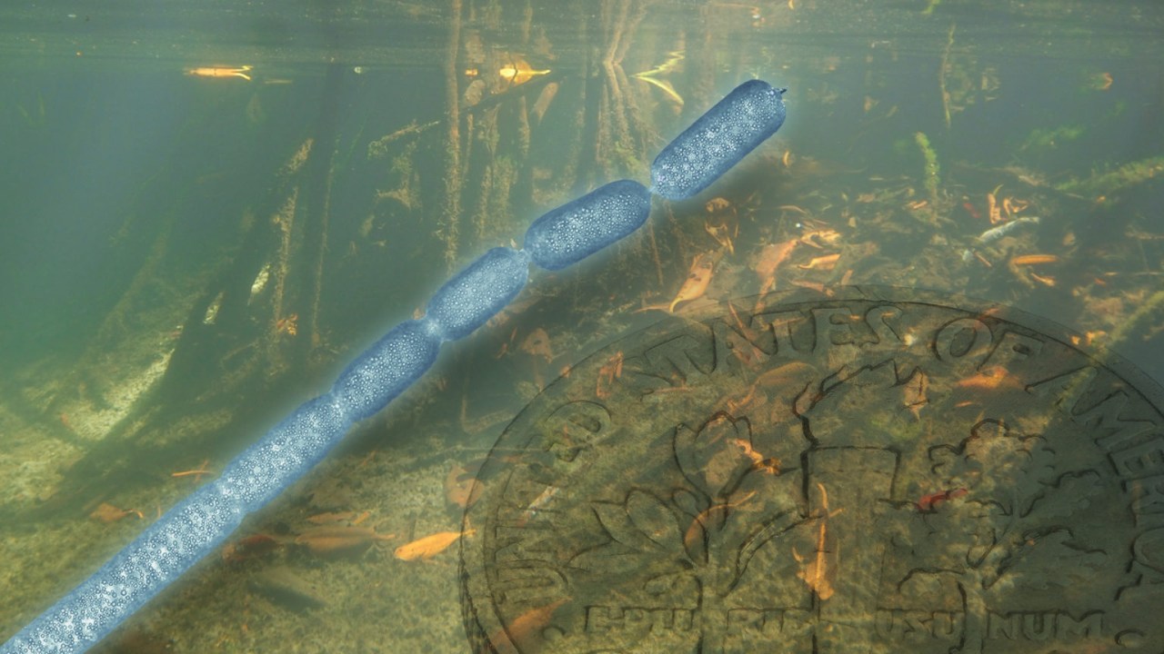Montagem com foto de mangue do Caribe mostra ilustração de bactéria Thiomargarita magnifica ao lado de uma moeda de dez centavos de dólar