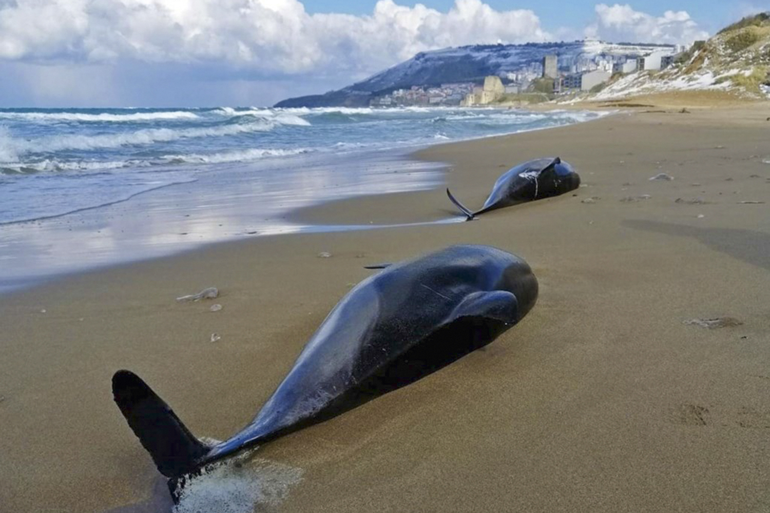 NA ÁGUA - Golfinhos mortos no Mar Negro: vítimas frequentes dos sonares -
