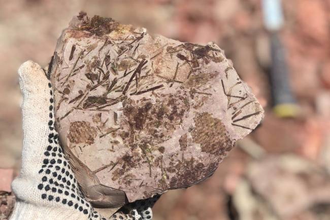 Paleontóloga no Sítio Fossilífero Cerro Chato com fragmento de rocha repleto de fósseis de plantas.