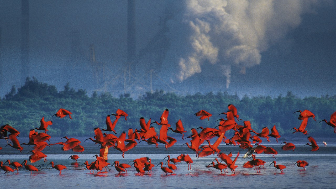 CONTRASTES - Aves guarás em Cubatão (SP): vida em meio ao caos -