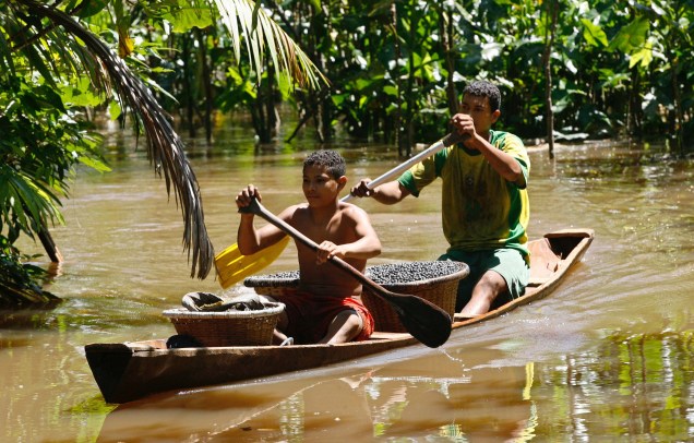 Jovens transportanto Açaí em um pequeno barco na Amazônia, proximidades de Manaus, 17/05/2020.