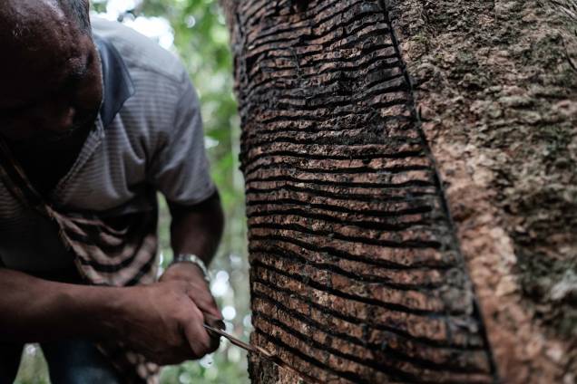 O seringueiro faz cortes para coletar seiva de uma seringueira da floresta amazônica, em Xapuri, estado do Acre, 21/03/2018.
