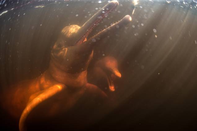Botos para a pesca da Piracatinga em municípios amazônicos, na cidade de Novo Airão, estado do Amazonas-AM-22/06/2019. Botos para a pesca da Piracatinga em municípios amazônicos, na cidade de Novo Airão, estado do Amazonas-AM-22/06/2019.