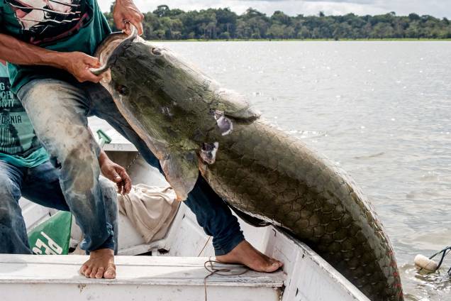 Instituto Mamirauá de Desenvolvimento Sustentável mostrando um pescador retirando um grande peixe Pirarucu (Arapaima gigas) na Reserva Amana, no Estado do Amazonas, em 27/11/2018.