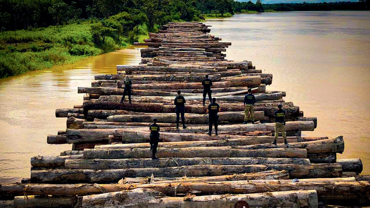 CERCO NA SELVA - Operação Handroanthus: a ação resultou na maior apreensão de madeira da história do país -
