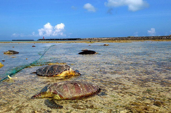 Tartarugas foram encontradas esfaqueadas no litoral de Kumejima, ilha afastada do continente japonês