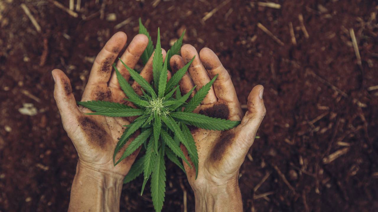 Cannabis medicinal é tema de seminário da Fiocruz -